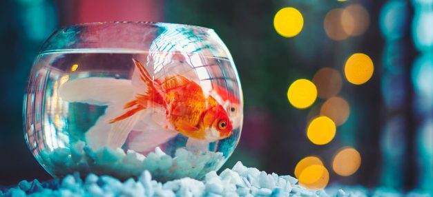 Clean The Fish Tank Before You Add More Fish